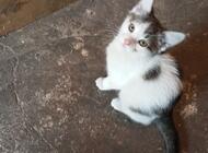 Grajewo ogłoszenia: Oddam kociaki. - zdjęcie