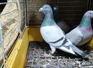Grajewo ogłoszenia: Sprzedam gołębie widoczne na zdjęciach. Para siwych samiec DV... - zdjęcie
