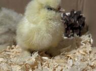 Grajewo ogłoszenia: 