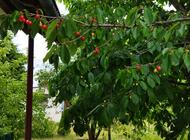 Grajewo ogłoszenia: Na sprzedaż działka nr 61 znajdująca się na terenie ROD... - zdjęcie