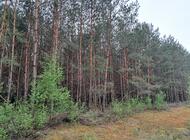 Grajewo ogłoszenia: Sprzedam las sosnowo-brzozowy z gruntem 1,7ha. 
Las 30-letni,... - zdjęcie