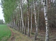 Grajewo ogłoszenia: Sprzedam las sosnowo-brzozowy z gruntem 1,7ha. 
Las 30-letni,... - zdjęcie