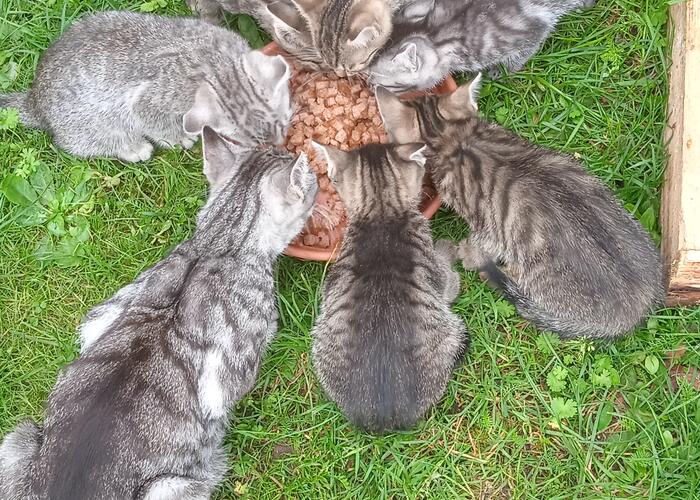 Grajewo ogłoszenia: Oddam kocięta, 8 tygodni same jedzą, cztery kotki, dwa koty