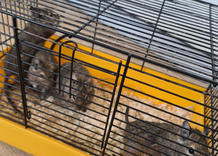 Grajewo ogłoszenia: Oddam cztery oswojone koszatniczka ,samice i dużą klatkę