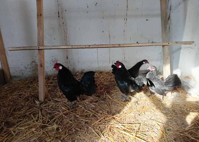 Grajewo ogłoszenia: Sprzedam 2 pary bantamek są z kwietnia tego roku cena za parę...